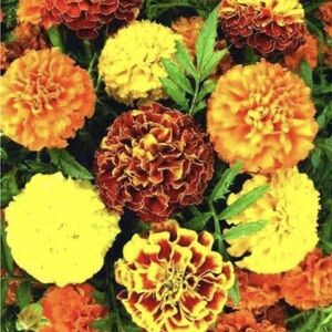 Tall Marigolds Mixed Colors About  500 Fresh Seeds